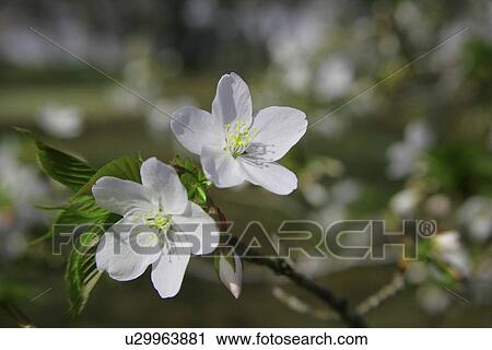 Stock Image - Cherry Tree. Fotosearch