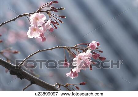 Cherry Tree View Large Photo Image Stock Photo - Cherry Tree. Fotosearch