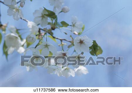 Stock Photograph - Cherry Tree. Fotosearch