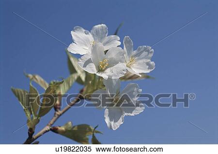 Stock Photography - Cherry Tree. Fotosearch