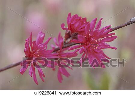 Stock Image - Chrysanthemum Peach. Fotosearch