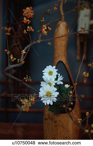 Stock Photo - Daisies And Twigs. Fotosearch