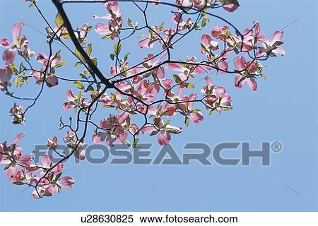 Stock Photography - Dogwood. Fotosearch