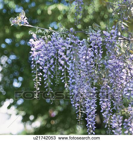Stock Image - Flower. Fotosearch