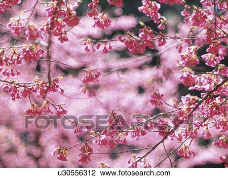 Stock Image - Flower. Fotosearch