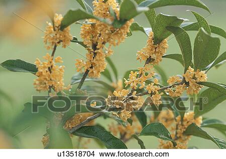 Picture - Fragrant Olive. Fotosearch