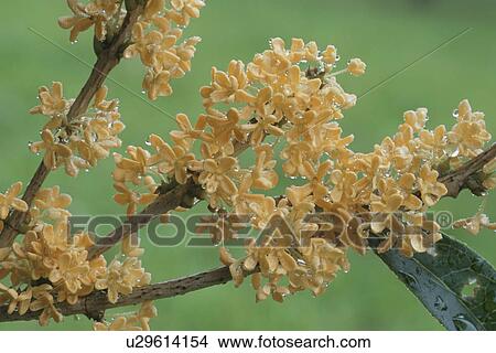 Fragrant Olive View Large Photo Image Picture - Fragrant Olive. Fotosearch