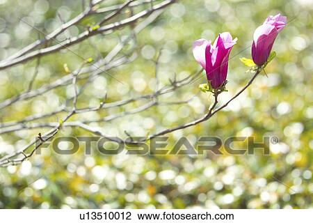 Stock Image - Magnolia. Fotosearch