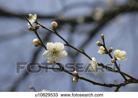 Plum View Large Photo Image Stock Image - Plum. Fotosearch