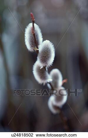 Stock Image - Pussy Willow In Spring. Fotosearch