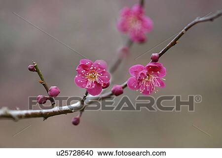 Stock Image - Red Plum Blossoms. Fotosearch