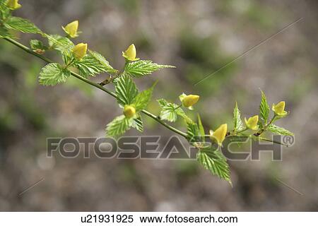 Stock Photography - The Bud Of A Yellow Flower. Fotosearch