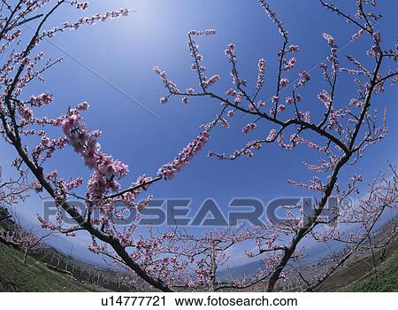 The Flower Of Peach View Large Photo Image Stock Image - The Flower Of Peach. Fotosearch