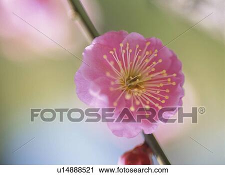 Stock Image - The Flower Of Plum. Fotosearch