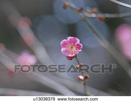 Stock Photo - The Flower Of Plum. Fotosearch