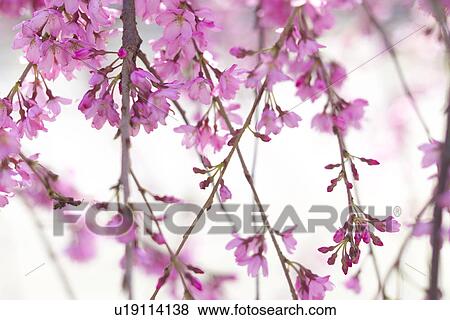 Stock Photo - Weeping Cherry Tree. Fotosearch