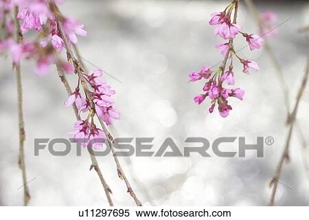 Stock Photography - Weeping Cherry Tree. Fotosearch