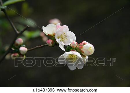 Stock Image - White Plum. Fotosearch