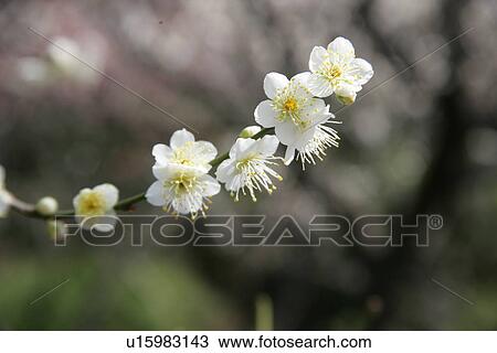 White Plum View Large Photo Image Stock Image - White Plum. Fotosearch