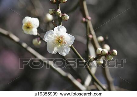 White Plum View Large Photo Image Stock Photo - White Plum. Fotosearch