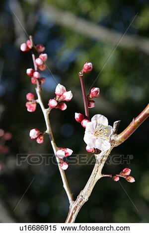 White Plum View Large Photo Image Stock Photography - White Plum. Fotosearch