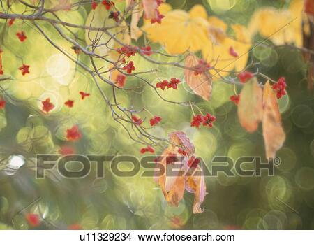 Yellow Leaves View Large Photo Image Picture - Yellow Leaves. Fotosearch