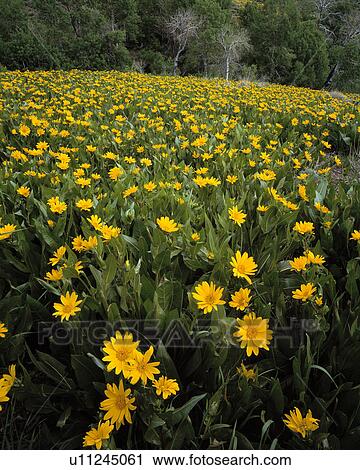 yellow flowers