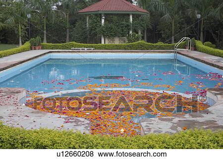 Stock Photo - Flowers floating on water in a swimming pool. Fotosearch