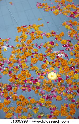 High angle view of rose petals floating on water View Large Photo Image Picture - High angle view of rose petals floating on water. Fotosearch