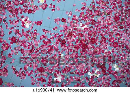 Stock Image - High angle view of rose petals floating on water. Fotosearch