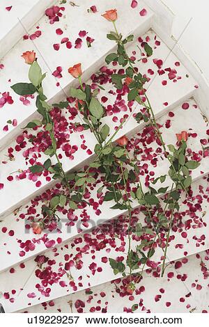 Stock Photo - High angle view of rose petals on a staircase. Fotosearch
