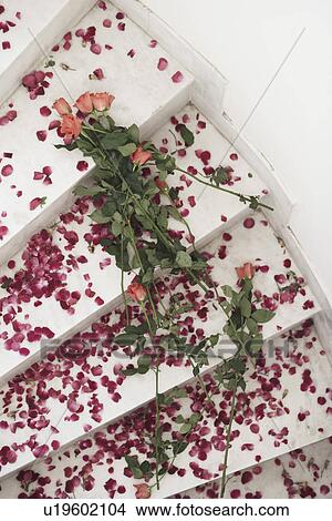 Picture - High angle view of rose petals on a staircase. Fotosearch