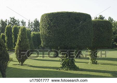 Trees in a garden View Large Photo Image Stock Photo - Trees in a garden. Fotosearch