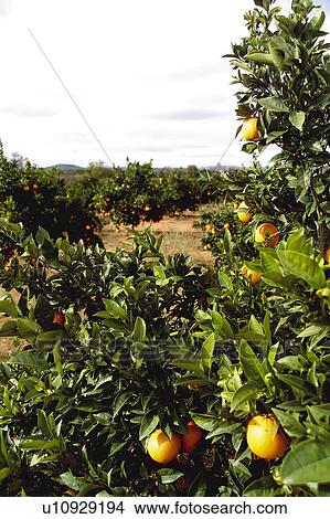 Picture - Fruit, Fruits, Orange, Orange fruit, Oranges, Orange fruits, Skin. Fotosearch