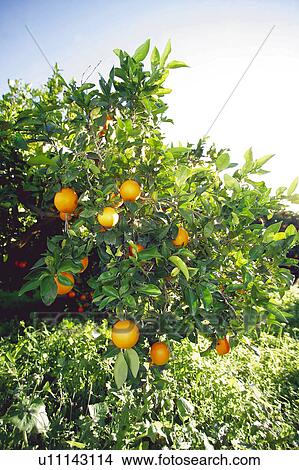 Picture - Fruit, Fruits, Orange, Orange fruit, Oranges, Orange fruits, Skin. Fotosearch