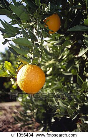 Fruit, Fruits, Orange, Orange fruit, Oranges, Orange fruits, Skin View Large Photo Image Picture - Fruit, Fruits, Orange, Orange fruit, Oranges, Orange fruits, Skin. Fotosearch