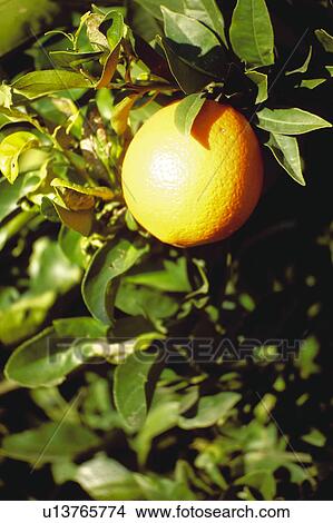 Fruit, Fruits, Orange, Orange fruit, Skin, Rind, Tree View Large Photo Image Picture - Fruit, Fruits, Orange, Orange fruit, Skin, Rind, Tree. Fotosearch
