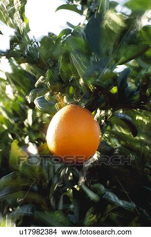 Picture - Fruit, Fruits, Orange, Orange fruit, Skin, Rind, Tree. Fotosearch
