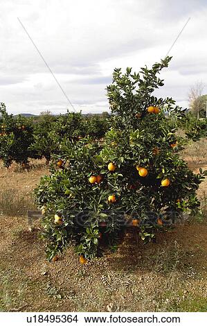Fruit, Fruits, Orange, Orange fruit, Oranges, Orange fruits, Skin View Large Photo Image Picture - Fruit, Fruits, Orange, Orange fruit, Oranges, Orange fruits, Skin. Fotosearch