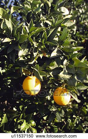 Stock Image - Fruit, Fruits, Orange, Orange fruit, Oranges, Orange fruits, Skin. Fotosearch