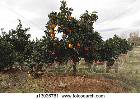 Fruit, Fruits, Orange, Orange fruit, Oranges, Orange fruits, Skin View Large Photo Image Stock Image - Fruit, Fruits, Orange, Orange fruit, Oranges, Orange fruits, Skin. Fotosearch