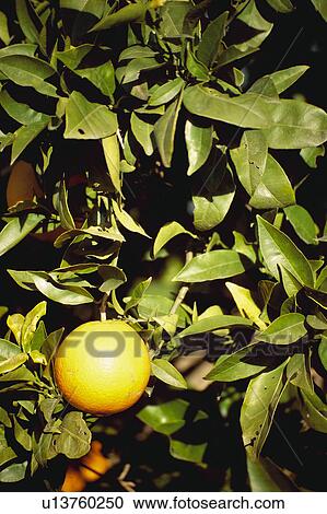 Stock Image - Fruit, Fruits, Orange, Orange fruit, Skin, Rind, Tree. Fotosearch