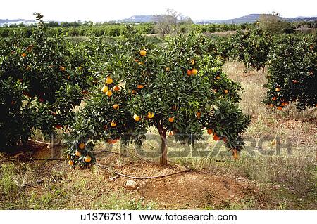 Fruit, Fruits, Orange, Orange fruit, Oranges, Orange fruits, Skin View Large Photo Image Stock Image - Fruit, Fruits, Orange, Orange fruit, Oranges, Orange fruits, Skin. Fotosearch