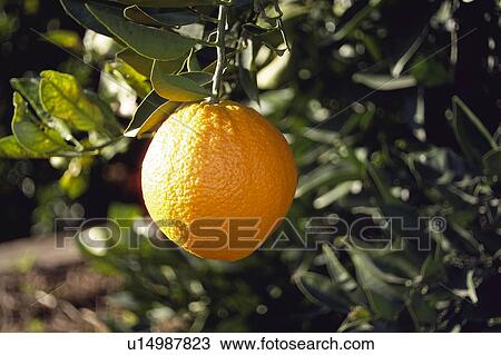 Stock Image - Fruit, Fruits, Orange, Orange fruit, Skin, Rind, Tree. Fotosearch