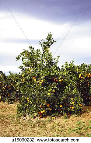 Stock Image - Fruit, Fruits, Orange, Orange fruit, Oranges, Orange fruits, Skin. Fotosearch