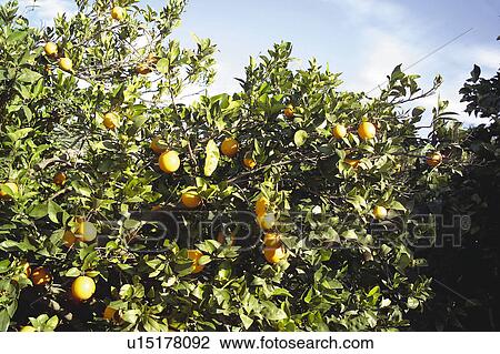 Fruit, Fruits, Orange, Orange fruit, Oranges, Orange fruits, Skin View Large Photo Image Stock Image - Fruit, Fruits, Orange, Orange fruit, Oranges, Orange fruits, Skin. Fotosearch