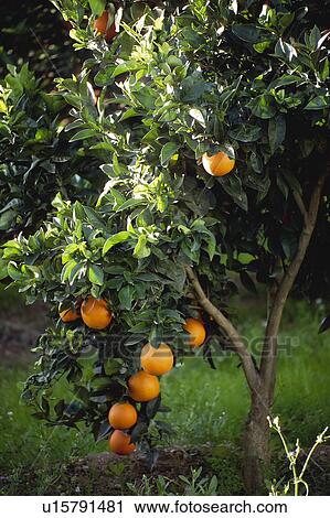 Stock Image - Fruit, Fruits, Orange, Orange fruit, Oranges, Orange fruits, Skin. Fotosearch