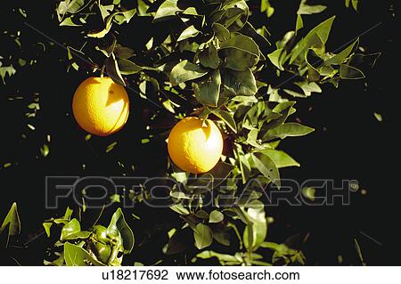 Stock Image - Fruit, Fruits, Orange, Orange fruit, Oranges, Orange fruits, Skin. Fotosearch