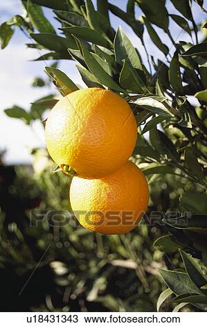 Fruit, Fruits, Orange, Orange fruit, Oranges, Orange fruits, Skin View Large Photo Image Stock Image - Fruit, Fruits, Orange, Orange fruit, Oranges, Orange fruits, Skin. Fotosearch