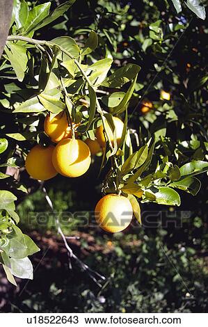 Fruit, Fruits, Orange, Orange fruit, Skin, Rind, Tree View Large Photo Image Stock Image - Fruit, Fruits, Orange, Orange fruit, Skin, Rind, Tree. Fotosearch